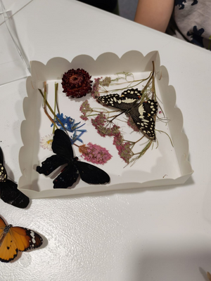 Выставка тропических бабочек и авторские мастер‑классы со скидкой до 28%