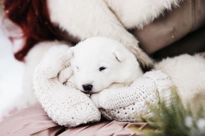 Хаски Блюз, катание на хаски