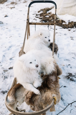 Хаски Блюз, катание на хаски