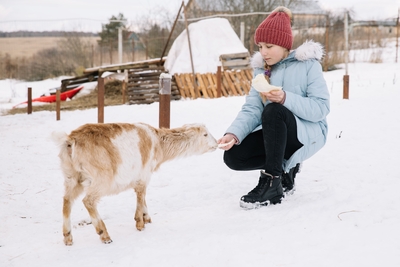 Хаски Блюз, катание на хаски