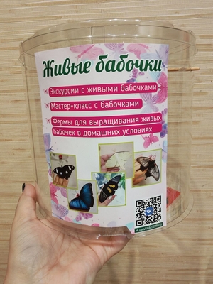 Выставка тропических бабочек и авторские мастер‑классы со скидкой до 28%