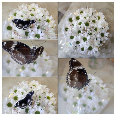 Выставка тропических бабочек и авторские мастер‑классы со скидкой до 28%