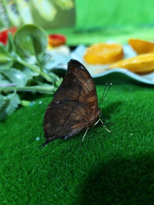 Выставка тропических бабочек и авторские мастер‑классы со скидкой до 28%