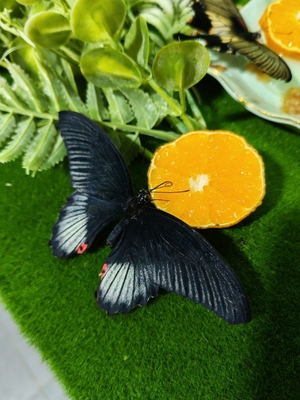 Выставка тропических бабочек и авторские мастер‑классы со скидкой до 28%